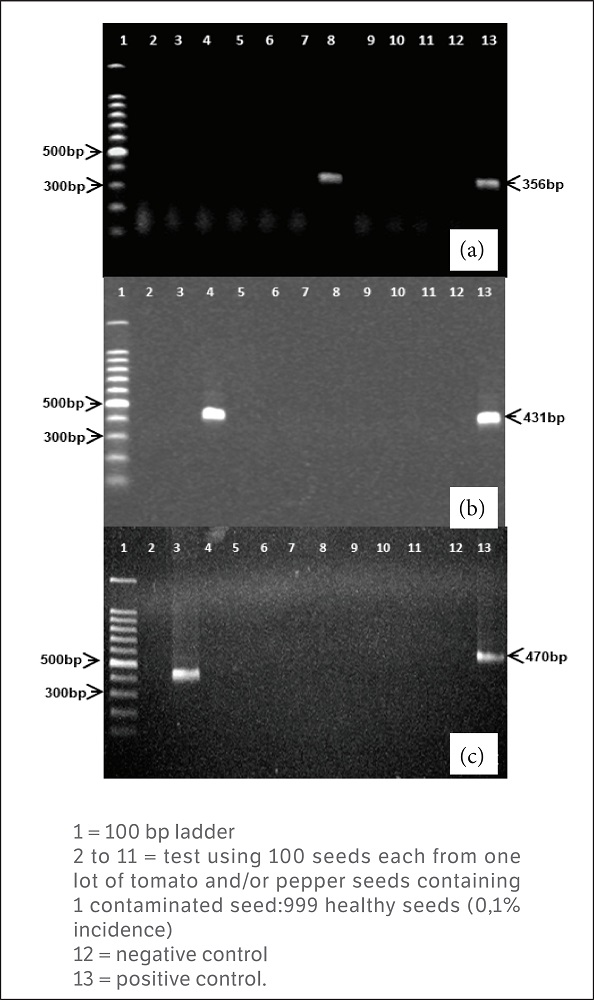 IC-RT-PCR detection of (a) Tobacco mosaic virus (TMV); (b) Tomato mosaic virus (ToMV) in lots of tomato seeds and (c) Pepper mild mottle virus (PMMoV) in lots of pepper seeds.