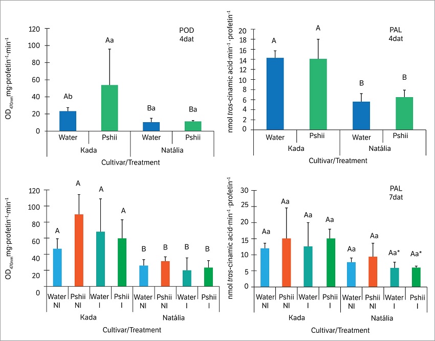 Peroxidase (POD) and phenylalanine ammonia-lyase (PAL) activities in tomato leaves (cv. Santa Cruz Kada and Nat&aacute;lia) sprayed with water or polysaccharides extracted from basidiocarps of Lentinula edodes (Pshii 1.5 mg.mL&ndash;1) and inoculated (I) or not (NI) with X. gardneri (OD 0.6; 600 nm). Mean values recorded at 4 days after treatment (4 dat) and 7 dat (3 days after inoculation). Error bars indicate standard deviation. Means followed by the same letter (uppercase between cultivars; lowercase between treatments within the cultivar) did not differ significantly by Tukey&rsquo;s test (p < 0.05). * Effect of inoculation relative to the respective non-inoculated control. Bars indicate standard deviation.