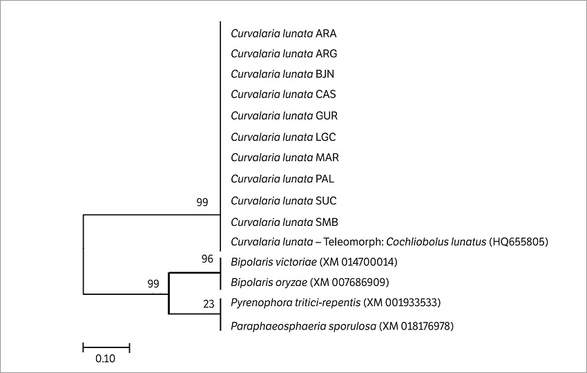 Phylogenetic tree of representative sequences of the amplifi ed Ras Clg2p protein gene from Curvularia lunata DNA isolated from Andropogon grass, derived by the Maximum Likelihood Method using the Kimura 2-parameter evolution model. The nodes numbers indicate a bootstrap value of 2000 replicates. Nucleotide sequences of Bipolaris victoriae (XM014700014), Bipolaris oryzae (XM007686909), Pyrenophora tritici-repentis (XM001933533) and Paraphaeosphaeria sporulosa (XM018176978) were used as outgroup.