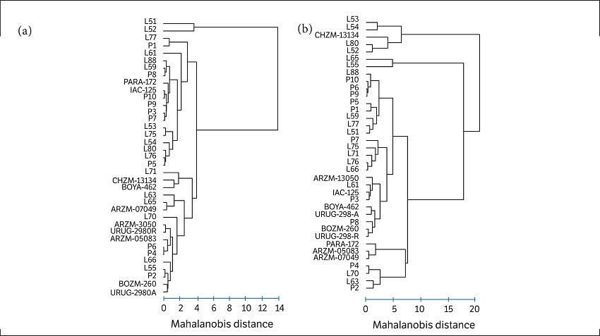 Dendrograms of 37 genotypes of popcorn by the UPGMA method using Generalized Mahalanobis Distance as a measure of genetic dissimilarity, for both growing seasons. (a) Growing season from October 2013 to March 2014 and (b) Growing season from May to September 2014.