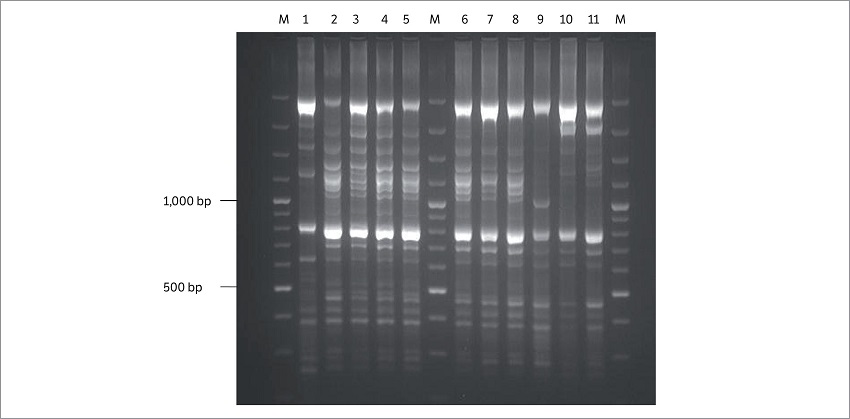 Amplification of DNAs from Pseudomonas syringae pv. garcae strains with ERIC 1R/ERIC2 primers. (M) Molecular weight marker 100 bp (1) IBSBF 248P; (2) 2999; (3) 3005; (4) 3015; (5) 3019; (6) 3022; (7) 3032; (8) 3046; (9) 249; (10) 2883 and (11) 3037.