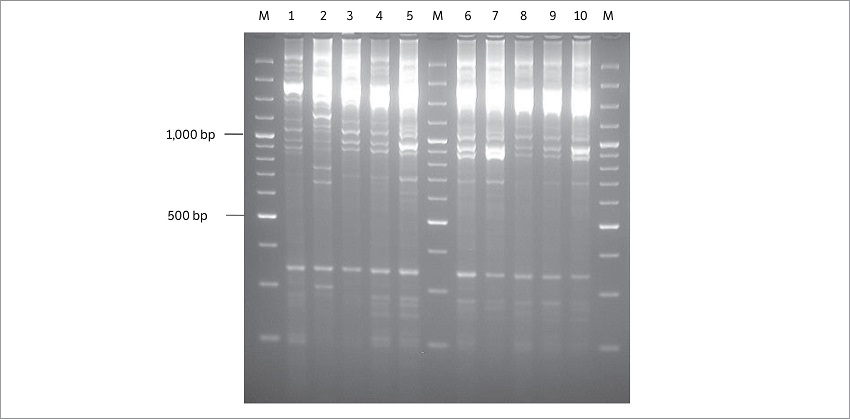 Amplification of DNAs from Pseudomonas syringae pv. garcae strains with REP1R/REP2I primers. (M) Molecular weight marker100 bp; (1) IBSBF 248P; (2) 65; (3) 75; (4) 158; (5) 1372; (6) 1373; (7) 1664; (8) 2840; (9) 2841 and (10) 2999.