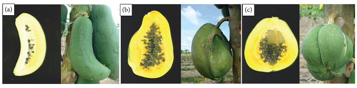 Deformed papaya fruits: (a) Bananoid fruit; (b) Carpelloid fruit; (c) Pentandric fruit. Linhares/ES, 2017.