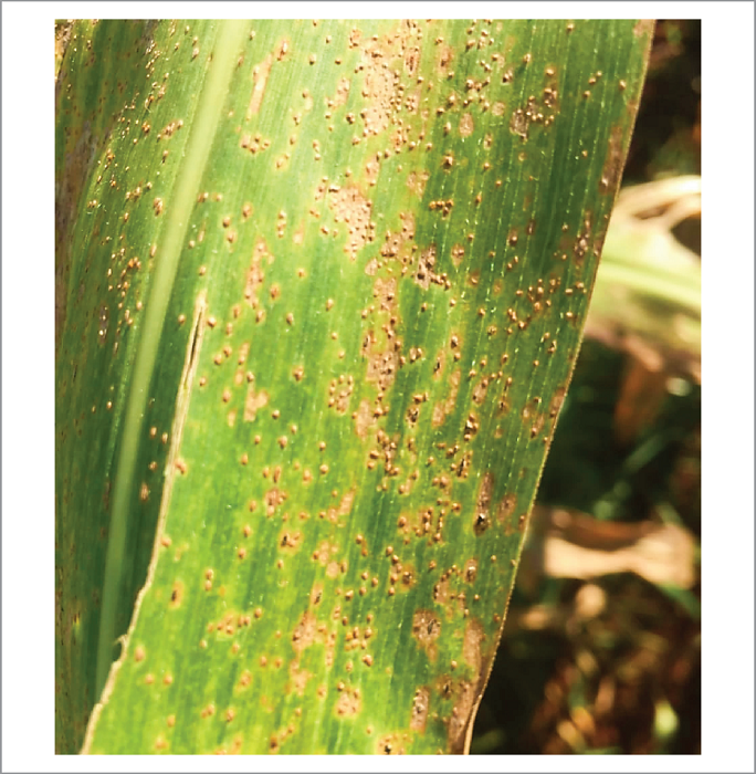 Pustules of Puccinia polysora on the upper surface of a maize leaf infected under natural inoculation.