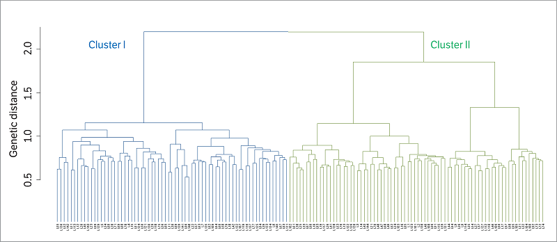 Ward&rsquo;s hierarchical clustering analysis of 145 maize inbred lines, based on Jaccard distances generated by the polymorphism of 975 AFLP markers.