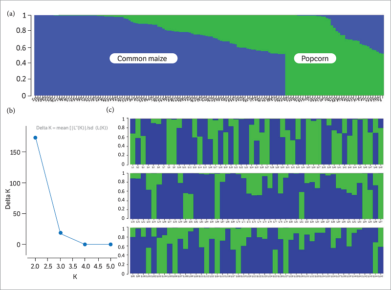 Population structure of 145 maize inbred lines inferred by STRUCTURE software and 975 AFLP markers data. (a) Formation of two groups according to the structure membership; (b) value of Δk and optimal number of K; and (c) membership of each genotype for the two groups.
