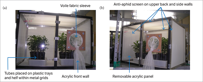 Cages used in rearing Phyllocnistis citrella under laboratory conditions showing (a) front view, and (b) side view.