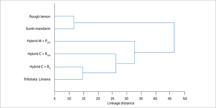 Dendrogram obtained through cluster analysis based on quantitative and qualitative variables assessed in Citrus and Poncirus genotypes infested by Phyllocnistis citrella. Euclidean distance was employed as a dissimilarity measurement with the unweighted pair group method with arithmetic mean (UPGMA) as the grouping strategy.