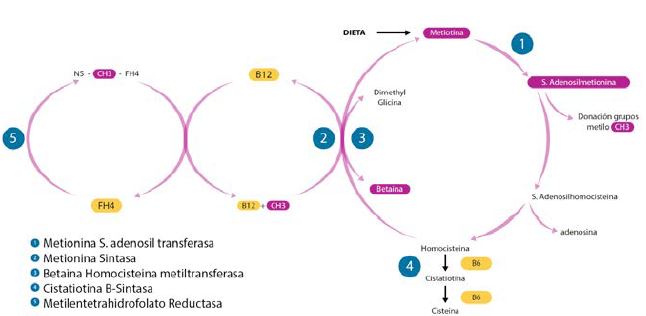 Deficiencia de cistationina-b sintasa. V&iacute;as metab&oacute;licas