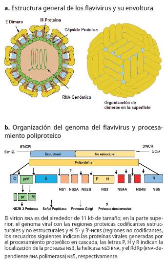 Estructura, organizaci&oacute;n del genoma y procesamiento poliproteico de los flavivirus. 