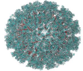 Estructura del virus Chikungu&ntilde;a. 