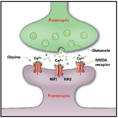 Receptores de glutamato tipo NMDA. 