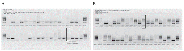 Imágenes de geles de agarosa al 3% que evidencia amplificación del blanco molecular CR-impronta (A) y aspirado (B). Los rectángulos corresponden a muestras de impronta y aspirado de un mismo paciente, en los que se evidencia que, mientras el aspirado arrojó un resultado negativo, la impronta permitió detectar ADN del parásito.