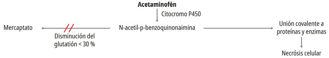 Mecanismo de toxicidad del acetaminofén.