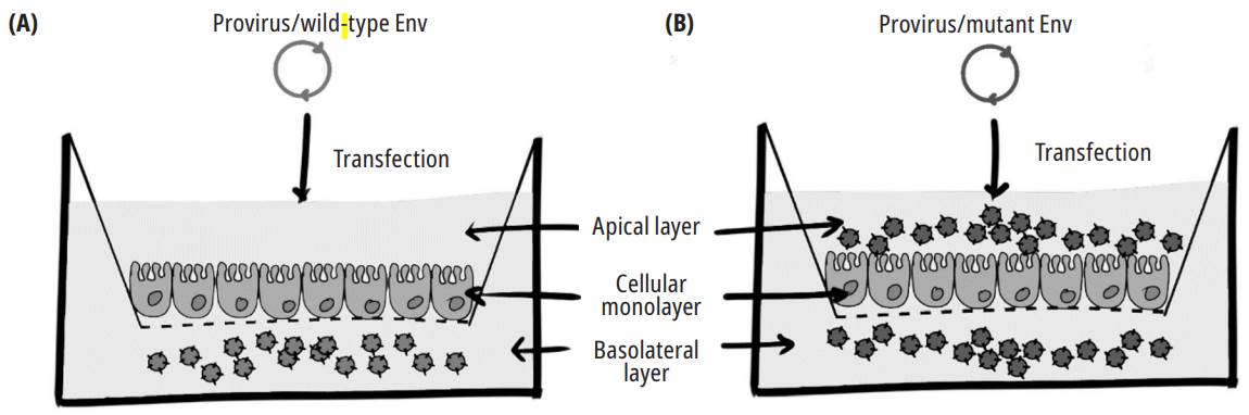 An experiment that shows the effect of CTT motif Y712 on the polarized release of the virus. MDCK cells growing on semipermeable 0.45 pm-pore-diameter membrane were transfected with wild-type (A) and mutant (at position Y712 of ENV) viral genomes (B). Media in the upper and lower chambers were harvested 48 h after transfection, and the p24 antigen was detected using an enzyme-linked immunosorbent assay (ELISA) 28.