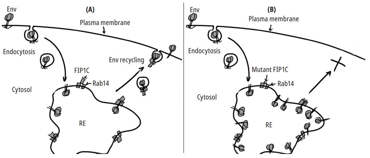 Env recycling from the endocytic compartments. In a model based on HeLa cells, Env is recycled from endosomes to the plasma membrane (PM). This process is mediated by the GTPase Rab14 and its effector FIP1C (A). Mutations in the CTT domain or Rab14 inhibit transport to the MP and cause Env accumulation in recycling endosomes(REs) (B).