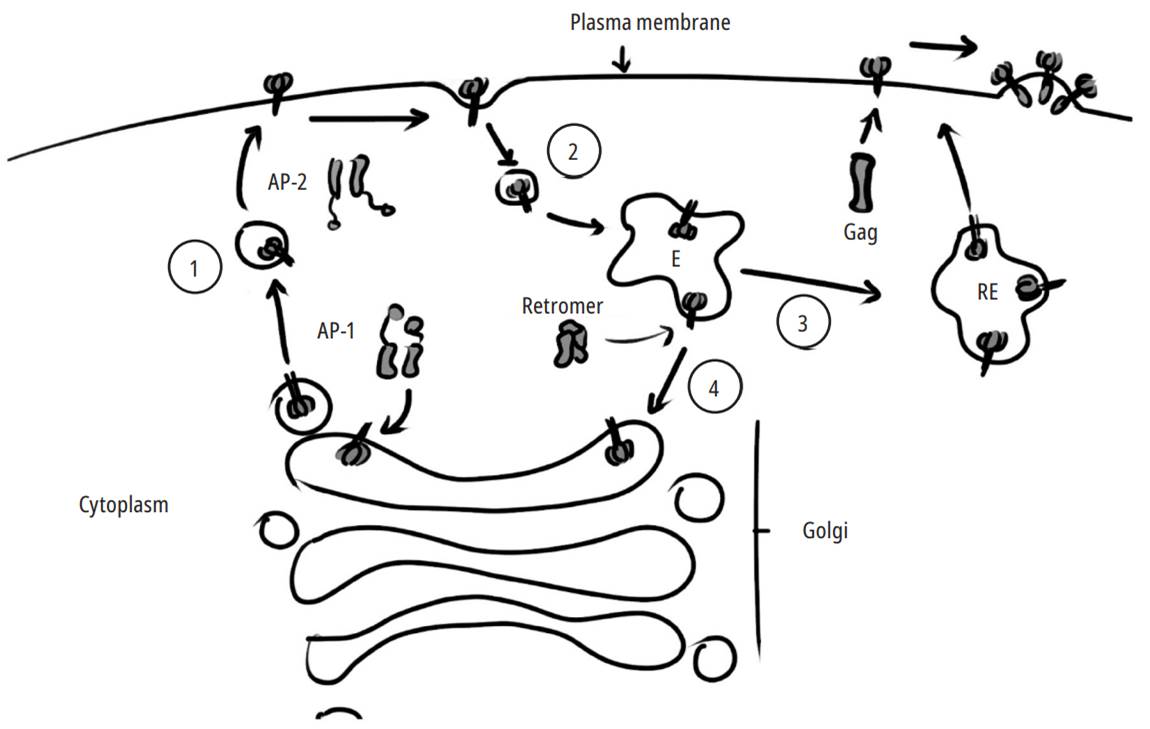 Env trafficking, incorporation, and recycling. Env is transported from the trans-Golgi network to the basolateral membrane via AP-1 in polarized cells (1). Once on the surface, if it does not interact with the Gag MA domain, Env undergoes rapid internalization mediated byAP-2 (2). Then, in the endocytic compartments (E), it can be recycled by two pathways: a fast pathway through the recycling endosomes (REs) to the plasma membrane (3) or a slow pathway from the early or late endosomes towards Golgi mediated by the retromer (4).