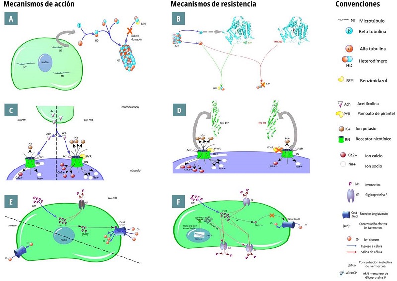 Los diagramas A y B muestran los mecanismos de acci&oacute;n y de resistencia de los f&aacute;rmacos del grupo de los benzimidazoles respectivamente. En A se observa el efecto que estas mol&eacute;culas producen en la inhibici&oacute;n de la elongaci&oacute;n de los microt&uacute;bulos. En B se ilustra el presunto mecanismo de resistencia descrito para esta clase de f&aacute;rmacos a partir del cambio del amino&aacute;cido de la posici&oacute;n 200 de la unidad de β-tubulina, que impide la uni&oacute;n del benzimidazol al d&iacute;mero de tubulina y por tanto se evita su acci&oacute;n antihelm&iacute;ntica permitiendo que contin&uacute;e la formaci&oacute;n de los microt&uacute;bulos celulares. C y D son los diagramas de mecanismo de acci&oacute;n y posible mecanismo de resistencia de las tetrahidropirimidinas como el pirantel. Mientras que en C se observa la uni&oacute;n del pirantel al receptor nicot&iacute;nico de la neurona postsin&aacute;ptica para promover su despolarizaci&oacute;n, en D se describe el supuesto cambio del amino&aacute;cido 237 de dicho receptor, lo cual impide la uni&oacute;n del f&aacute;rmaco y por tanto no se logra su acci&oacute;n nematicida. Finalmente, E esquematiza el mecanismo de acci&oacute;n las lactonas macroc&iacute;clicas como la ivermectina, que debe alcanzar una concentraci&oacute;n efectiva dentro de la c&eacute;lula para generar un efecto sobre el canal de cloruro sensible a glutamato y promover la hiperpolarizaci&oacute;n de la placa neuromuscular del par&aacute;sito. En F se evidencia que uno de los posibles mecanismos de resistencia ante este grupo de f&aacute;rmacos es una alteraci&oacute;n gen&eacute;tica que conduzca a la sobreproducci&oacute;n de glicoprote&iacute;na P, la cual funciona como bomba de expulsi&oacute;n de la ivermectina y por tanto no favorece su acci&oacute;n.