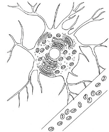 Astrocito conectado a un vaso sanguíneo