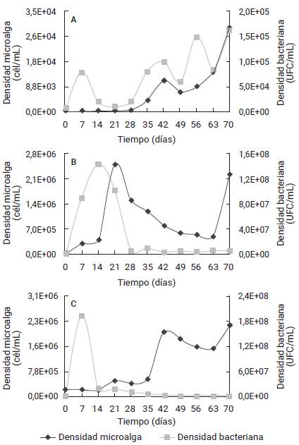 Densidad media de la microalga Chiorella spp. y densidad bacteriana durante el tratamiento de agua del puerto de Isla de Toas con consorcio microbiano autóctono. A) Control, B) Tratamiento bioestimulado (T1) y C) Tratamiento bioaumentado (T2).