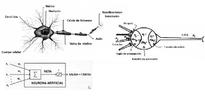 Representaci&oacute;n gr&aacute;fica del modelo matem&aacute;tico basado en redes neuronales artificiales: a. el modelo biol&oacute;gico; b. el modelo computacional, y c. el procesamiento de la informaci&oacute;n en la conexi&oacute;n del modelo neuronal artificial