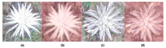 Healthy Espeletia plant vs. unhealthy plant. (a) Unhealthy plant in RGB. (b) Unhealthy plant in NIR. (c) Healthy plant in RGB. (d) Healthy plant in NIR.