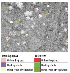 Distribution of training and test samples located on the gray-tone image