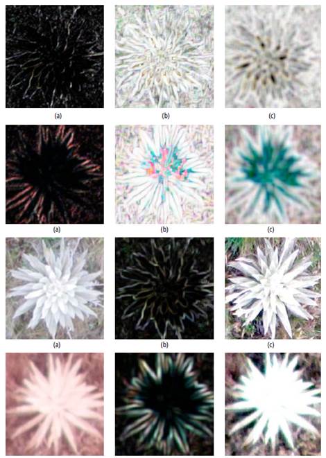 Texture measurements over images of healthy and unhealthy Espeletia plants. (a) Healthy Espeletia in RGB with CON and 5x5 window size. (b) Healthy Espeletia in RGB, with COR and 11x11. (c) Healthy Espeletia in RGB, with ENT and 15x15. (d) Unhealthy Espeletia in NIR, with CON and 5x5. (e) Unhealthy Espeletia in NIR, with COR and 11x11. (f) Unhealthy Espeletia in NIR, with ENT and 15x15. (g) Healthy Espeletia in RGB with MEA and 5x5 window size. (h) Healthy Espeletia in RGB, with VAR and 11x11. (i) Healthy Espeletia in RGB, with Fourier Transform. (j) Unhealthy Espeletia in NIR, with MEA and 5x5. (k) Unhealthy Espeletia in NIR, with VAR and 15x15. (l) Unhealthy Espeletia in NIR, with Fourier Transform.