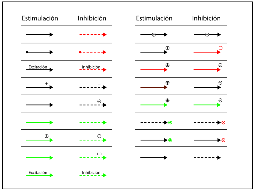 Diferentes modalidades de flecha identificadas en las
im&aacute;genes analizadas para representar una acci&oacute;n de estimulaci&oacute;n o inhibici&oacute;n.