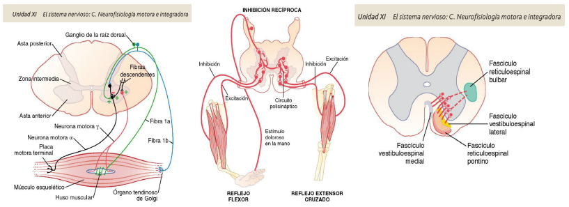 Representaci&oacute;n gr&aacute;fica
de los conceptos de estimulaci&oacute;n e inhibici&oacute;n neuronal de forma diferente en un
mismo tratado. En la figura de la izquierda se utilizan los s&iacute;mbolos &ldquo;+&rdquo; y &ldquo;&ndash;&ldquo;
para indicar respectivamente estimulaci&oacute;n e inhibici&oacute;n. En la figura central la
diferenciaci&oacute;n entre ambas se hace mediante rotulaci&oacute;n. Finalmente, en la
figura de la derecha las fibras excitadoras se han representado con trazo
continuo y las inhibidoras con trazo discontinuo.  (Tomado de Guyton y Hall,
2006).
