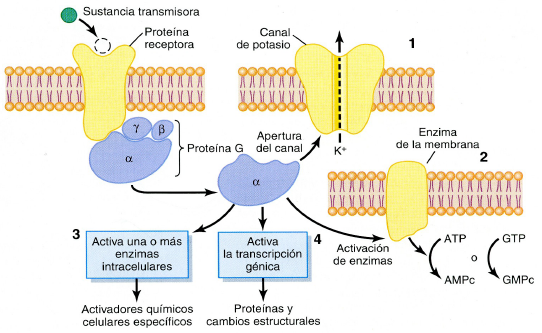 Representaci&oacute;n de distintas acciones
mediante flechas y texto. La uni&oacute;n de una sustancia transmisora (en verde) a la
prote&iacute;na receptora (en naranja) provoca la separaci&oacute;n de la  subunidad  α  de 
la  prote&iacute;na  G,  que  posteriormente  puede  realizar  diferentes  acciones
(indicadas con los n&uacute;meros 1, 2, 3 y 4). Estas acciones est&aacute;n indicadas
mediante flechas, aunque para identificarlas es tambi&eacute;n preciso analizar la
secuencia representada. En algunos casos, las flechas representan otros
conceptos, como movimiento o traspaso, lo que dificulta la comprensi&oacute;n de la
figura (Tomado de Guyton y Hall, 2006).