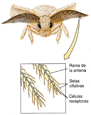 Vista en detalle especificada mediante dos marcos unidos
  por una flecha de grosor creciente, que sugiere la amplificaci&oacute;n de un
  elemento de forma similar a como lo har&iacute;a una lente (Tomado de Hickman et
  al., 2006).