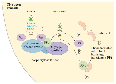 El s&iacute;mbolo de
estimulaci&oacute;n representado por un tri&aacute;ngulo verde inscrito en una circunferencia
del mismo color es una forma muy caracter&iacute;stica de expresar el concepto de
estimulaci&oacute;n en este tratado. Sin embargo, este s&iacute;mbolo no tiene una
interpretaci&oacute;n inmediata pues no se utiliza en otros &aacute;mbitos y adem&aacute;s es
totalmente distinto a los empleados para representar ese mismo concepto en
otros libros, tal como puede comprobarse en la figura 1 (Tomado de Nelson y
Cox, 2009).