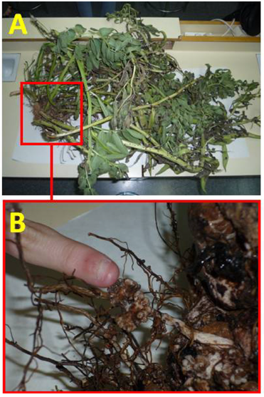 Aspecto macroscópico de la leguminosa Vicia faba, el haba (A) y observación de los nódulos de fijación de nitrógeno tras el lavado con agua del grifo de la zona más apical de las raíces (B).