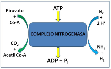 Reacciones bioquímicas básicas del complejo nitrogenasa. Los electrones se transfieren de la molécula de ácido pirúvico procedente del metabolismo al compejo nitrogenasa. La fijación de nitrógeno atmosférico requiere de la energía suministrada por la molécula de ATP, produciendo como productos finales amonio e hidrógeno gaseoso (accesorio).