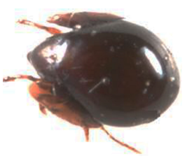 Ácaro de la familia Galumnidae (Foto: Helisama Colín Martínez).