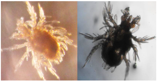 Ácaros del polvo obtenidos de una tela de yute que cubría un multifuncional. (Foto: Helisama Colín Martínez).