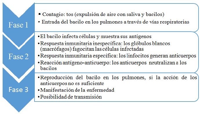 Fases e ideas clave del modelo de
referencia de TB.