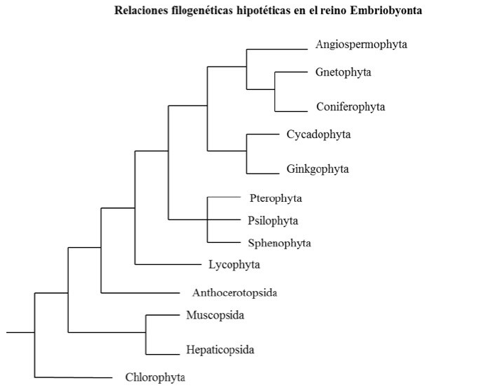 &Aacute;rbol evolutivo general de las
plantas