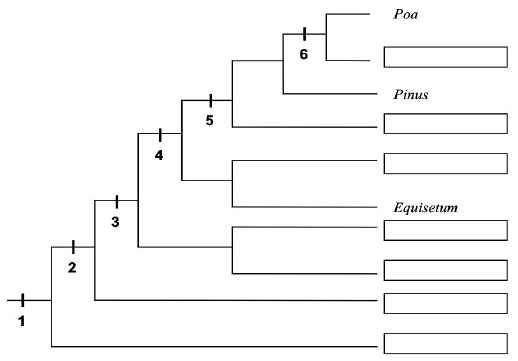 Relaciones evolutivas hipot&eacute;ticas
entre los taxones