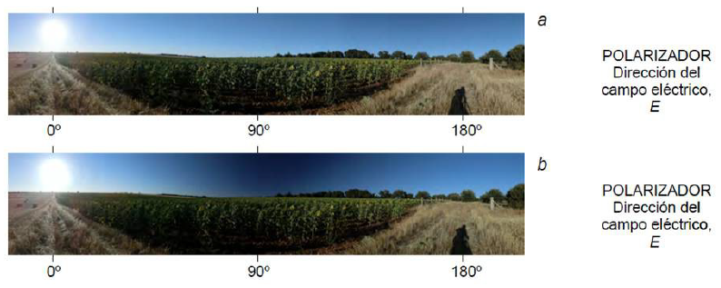 (a) Un coloide se ilumina lateralmente con un haz de luz no polarizada. (b) La luz transmitida tampocoestá polarizada. (c) Los rayos esparcidos están parcialmente polarizados. (d) Los rayos normales al haz primario seencuentran completamente polarizados. E representa la orientación del campo eléctrico. 