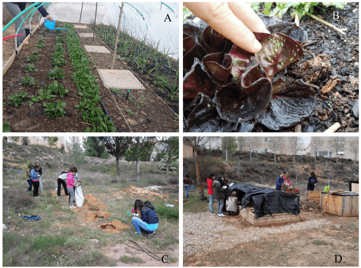 Algunas tareas que se llevaron a cabo:
(a) regar, (b) seguir y tratar plagas, (c) acondicionar una zona para frutos
del bosque, y (d) voltear y regar el mont&oacute;n del compost y seguir la evoluci&oacute;n
del vermicompost. Fuente: Elaboraci&oacute;n propia.