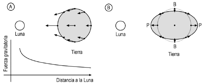 A) Fuerzas de atracción gravitatoria que ejerce la Luna en diferentes puntos del planeta; nótese que los vectores tienen magnitudes y direcciones diferentes entre sí, son mayores en los puntos cercanos a la Luna y menores en los más lejanos; modificada de Viiri y Saari (2004). B) Fuerzas de marea (resultantes de restar el vector de fuerza central a cada vector de fuerza local) relativas al centro de la Tierra; P: pleamar; B: bajamar. Dibujos sin escala y exagerados.