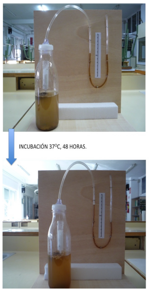 Imagen del dise&ntilde;o experimental, antes y despu&eacute;s de la incubaci&oacute;n a 37&ordm;C, durante 48 horas, para comprobar la reducci&oacute;n de la presi&oacute;n de gases en el interior de un sistema cerrado, basado en el desplazamiento del l&iacute;quido coloreado del interior del man&oacute;metro.