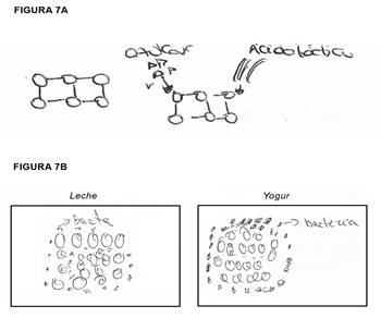 Ejemplos del modelo 6 realizadas por un estudiante de a) 2&ordm; ESO
y b) 3&ordm; ESO