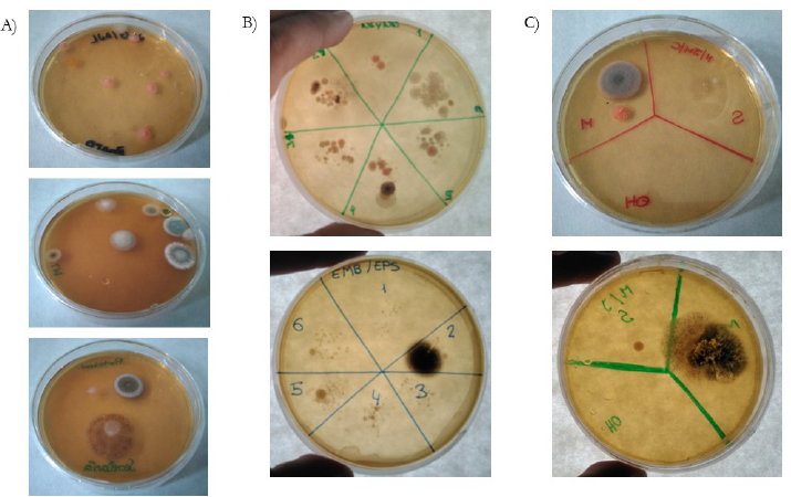 Ejemplos de resultados obtenidos en los experimentos sobre ubicuidad y diversidad (A), asepsia (B) y esterilizaci&oacute;n (C).