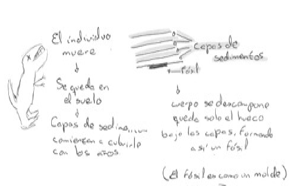 Caracterizaci&oacute;n del modelo mental Tipo 5 (Bbb) que integra los procesos de Tanatocenosis y Tafocenosis, adem&aacute;s del tiempo geol&oacute;gico