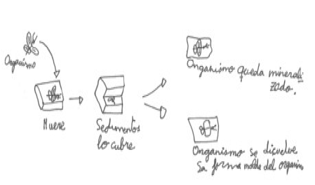 Caracterizaci&oacute;n del modelo mental Tipo 6 que integra los procesos de Tanatocenosis, Tafocenosis y Fosilizaci&oacute;n sensu stricto, adem&aacute;s del tiempo geol&oacute;gico.