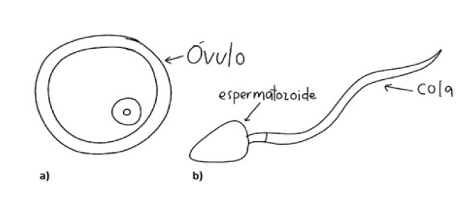 Alumno de G1: Representaci&oacute;n de los gametos en nivel 2. Dibuja c&oacute;mo son espermatozoide (a) y &oacute;vulo (b), menciona que tienen informaci&oacute;n gen&eacute;tica.