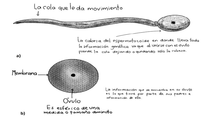 Alumno de G1: Representaci&oacute;n de los gametos en nivel 1. No distingue si hay informaci&oacute;n gen&eacute;tica y c&oacute;mo se organiza en &oacute;vulo (a) y espermatozoide (b).